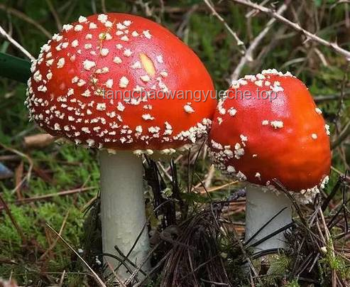 湖南毒蘑菇事件警示：野生蘑菇食用风险与防控趋势